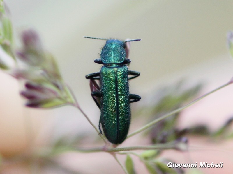 Piccolo coleottero verde: Psilothrix viridicoerulea (Dasytidae)